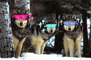 Wolf Pack With Glasses GIF