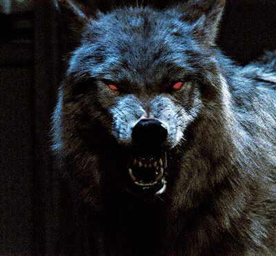 Wolf Painting Saying Good Night Sigma Pack GIF