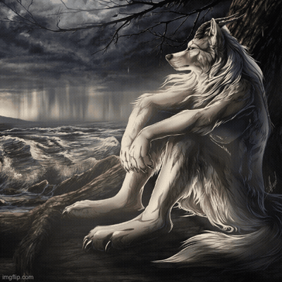 Wolf Sitting On Rock Near Ocean GIF