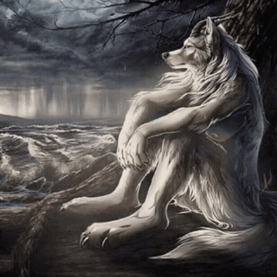 Wolf Sitting On Rock Near Water GIF