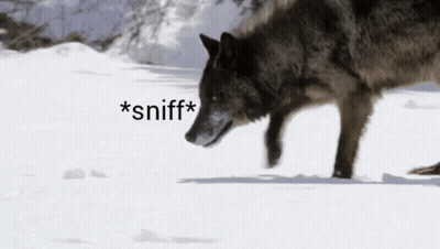 Wolf Sniffing Snow GIF