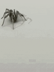 Wolf Spider Crawling GIF