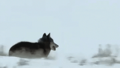 Wolf Standing In Snow Looking At Camera GIF