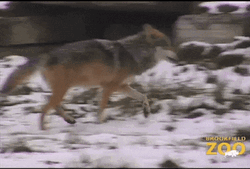 Wolf Walking Fast In Cold Snow GIF