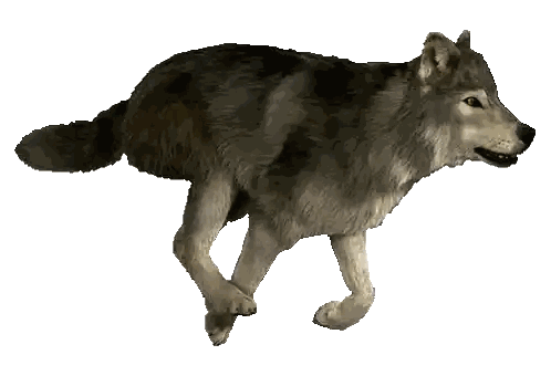 Wolf Walking With Mouth Open Sticker