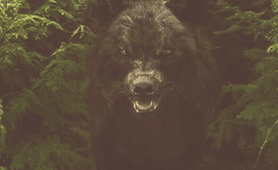 Wolf With Do Not Touch Miss Circle GIF
