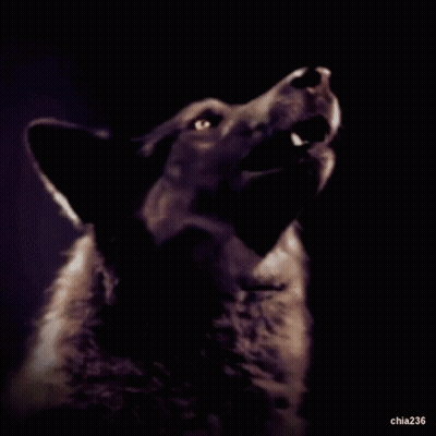 Wolf With Mouth Open Chia236 GIF