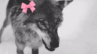 Wolf With Pink Bow Close Up GIF