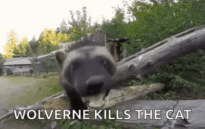Wolverine Kills Cat With Picture Of Raccoon GIF