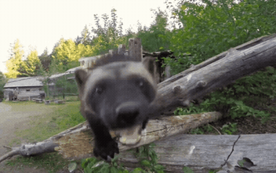 Wolverine Standing On Tree Trunk Mouth Open GIF