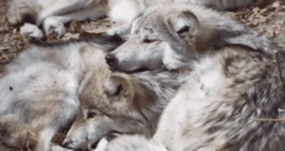Wolves Lying On Ground GIF