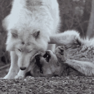 Wolves Playing On Ground GIF