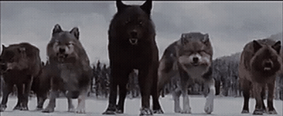 Wolves Running In Snow Forest GIF
