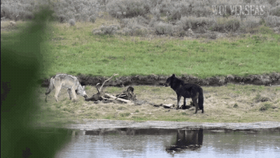 Wolves Standing Next To Water GIF