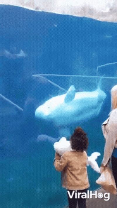 Woman And Child Watching Seal In Aquarium GIF