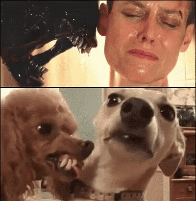 Woman And Dog Looking At Each Other GIF