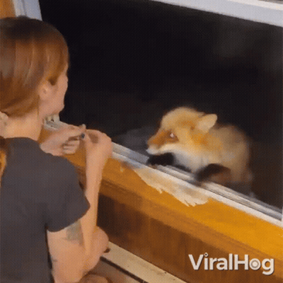 Woman And Fox Looking Out Window GIF