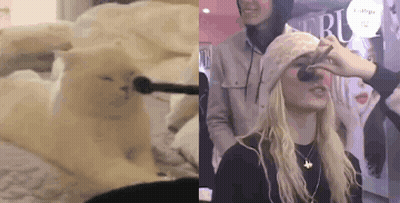 Woman Applying Makeup To Cat's Face GIF