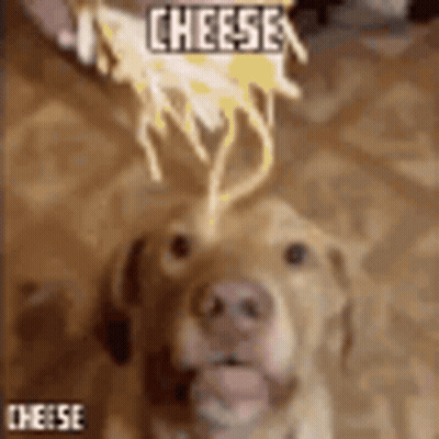 Woman Blue Shirt Cheese Is Favorite Food GIF