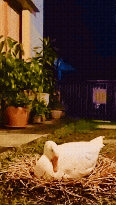Woman Dancing In Front Of Whoop Dee Doo Door GIF