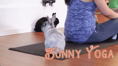 Woman Doing Bunny Yoga With Two Rabbits GIF