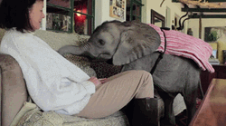 Woman Elephant Pet