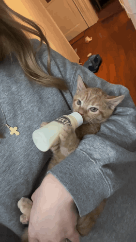 Woman Feeding Kitten Lactose Bottle GIF