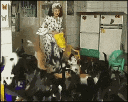 Woman Feeds Chaotic Herding Cats GIF