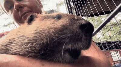 Woman Holding Beaver Looking At Camera GIF