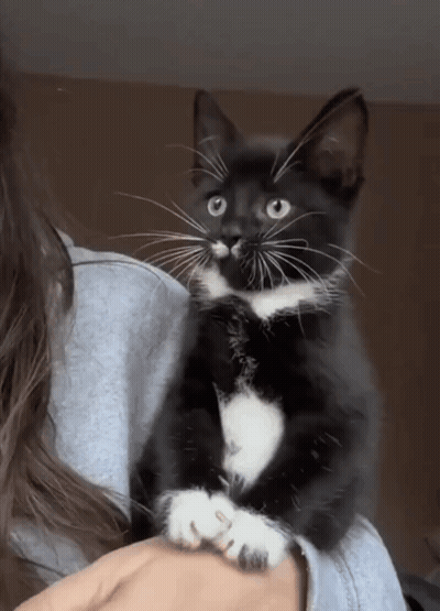 Woman Holding Black And White Cat GIF