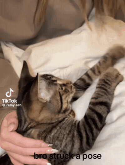 Woman Holding Cat Bro Struck A Pose GIF