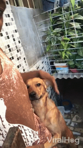 Woman Holding Dog Viralhog GIF
