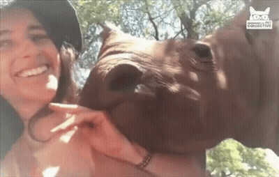 Woman Holding Rhino With Glasses And Hat GIF
