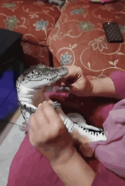 Woman Holding Small Lizard In Lap GIF