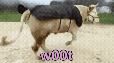 Woman Hugging Brown And White Cow Laying On Ground GIF