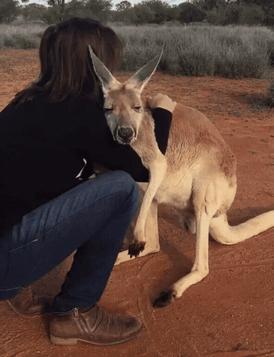 Woman Hugging Kangaroo GIF