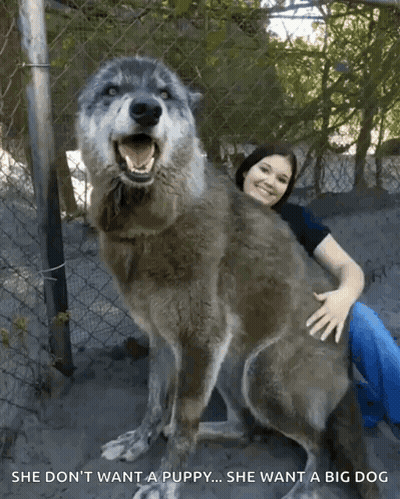 Woman Hugging Large Wolf She Don't Want A Puppy GIF
