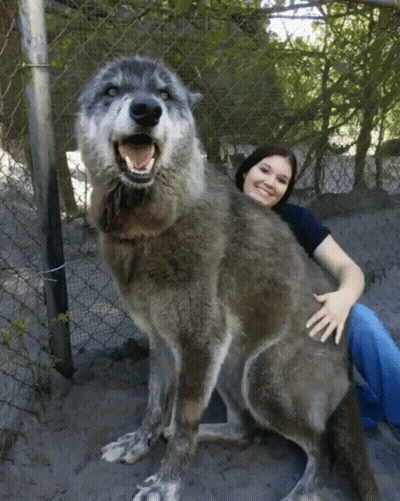 Woman Hugging Very Large Dog GIF