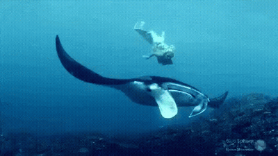 Woman In Bikini Swimming Next To Shark Viralhog GIF