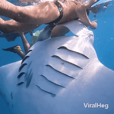 Woman In Bikini Swimming Next To Shark Viralhog GIF