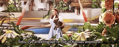 Woman In Blue Dress Holding Kitten In Basket In Garden GIF