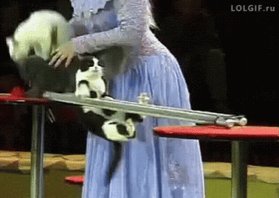 Woman In Blue Dress Holding Two Cats GIF