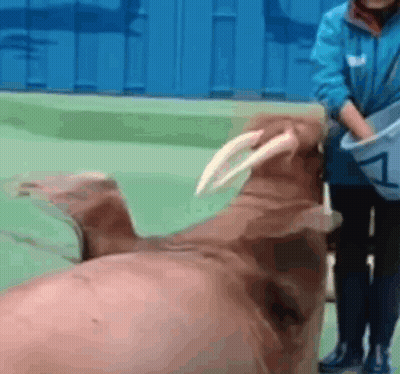Woman In Blue Jacket Feeding Walrus GIF