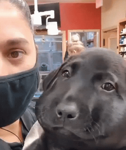 Woman In Face Mask Holding Black Dog GIF