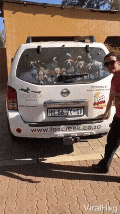 Woman In Front Of Foxcreek Beagles Van GIF