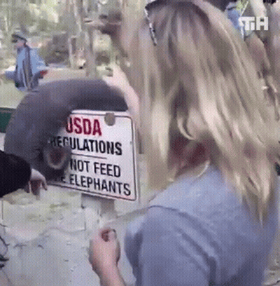 Woman In Front Of USDA Regulations Sign Not Feed The Elephants GIF
