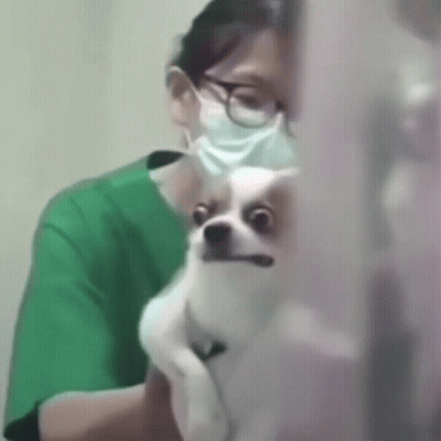 Woman In Mask Holding Small Dog GIF