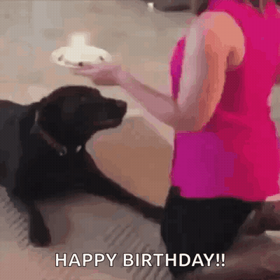 Woman In Pink Shirt Feeding Black Dog Cake GIF