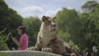 Woman In Pink Shirt Looking At Phone While Lion Lays On Rock GIF