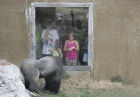 Woman In Pink Tank Top Beside Gorilla GIF